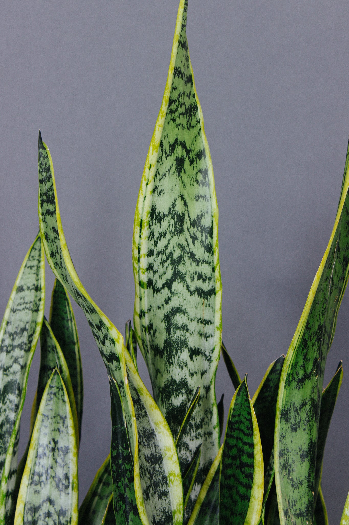 The leaves on a Sansevieria Laurentti are tall and sword-like leaves with a bright yellow border.