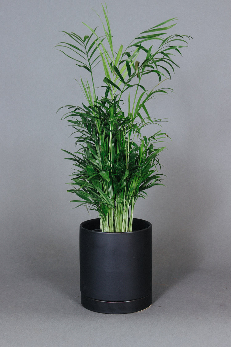 The Neanthe Palm shows off its upright fronds over a black planter. 