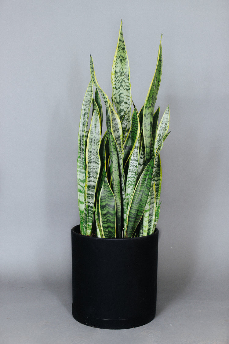 A Sansevieria Laurentii plant sits on the floor in a 10-inch black pot.