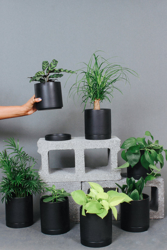 A variety of 4-inch houseplants are assorted in black pots as part of the subscription from Grounded Plants.  At the top are the Rattlesnake Plant, Ponytail Palm. From left to right at the bottom are the Neanthe Palm, Jade Plant, Neon Pothos, and Philodendron Cordatum. 