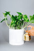 A 6-inch Golden Pothos plant is growing in a White pot and a Gold Mister device is used provide to tropical humidity.