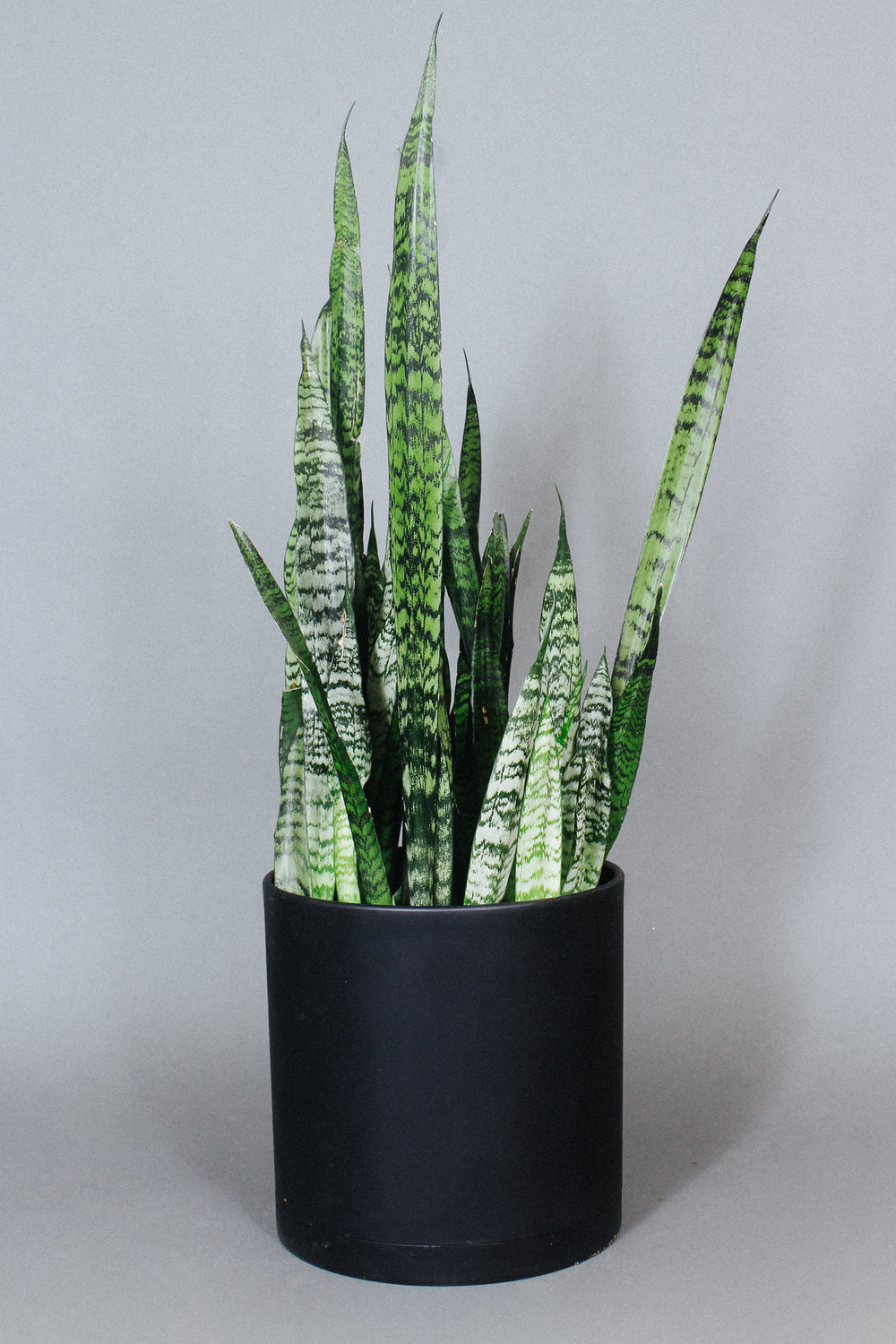 A large Sansevieria Zeylanica (Snake Plant) growing in a 10-inch pot.