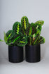 A Red Maranta and a Lemon Lime Maranta plant are paired with Matte Black pots in the Grounded Maranta Duo.